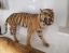 NATURAL_HISTORY_MUSEUM
