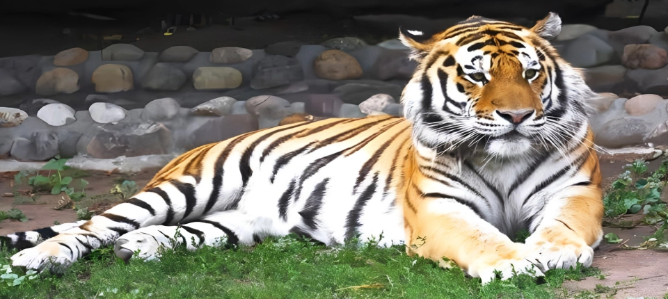 JAIPUR_ZOO