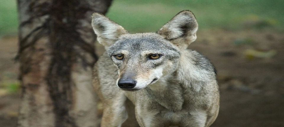JAIPUR_ZOO