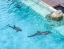 DOLPHIN_ISLAND