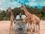 DUBAI_SAFARI_PARK