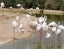DUBAI_SAFARI_PARK