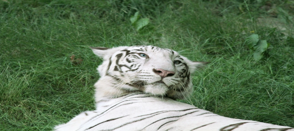 JAIPUR_ZOO
