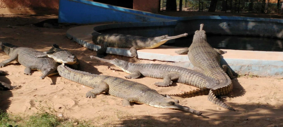 JAIPUR_ZOO
