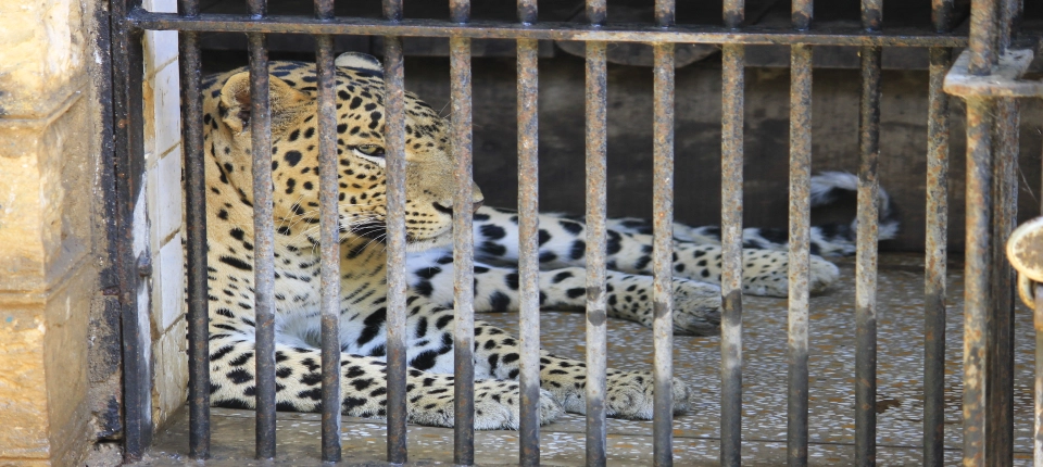 JAIPUR_ZOO