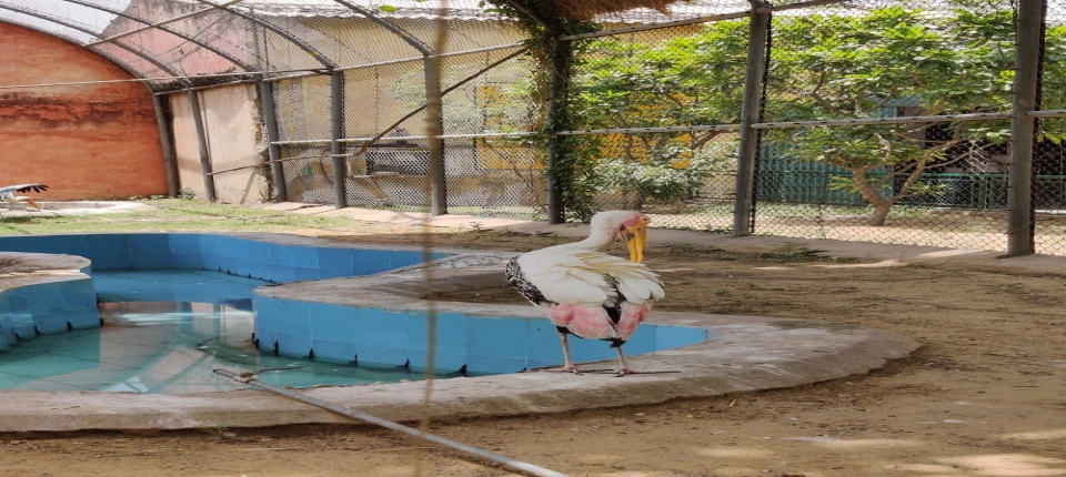 JAIPUR_ZOO
