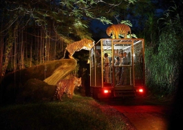 SUMATRA SAFARI 6 NIGHTS