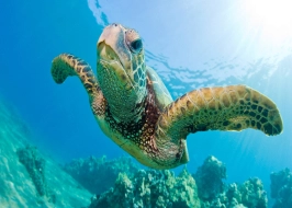 BALI AND GILI ISLAND ODYSSEY 6 NIGHTS