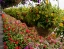 CAMERON_HIGHLANDS_TOUR
