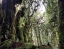 CAMERON_HIGHLANDS_TOUR