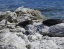 KAIKOURA_SEAL_COLONY
