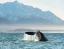 KAIKOURA_WHALE_WATCHING_BOAT_TOURS