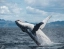 KAIKOURA_WHALE_WATCHING_BOAT_TOURS