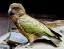 NATURELAND_ZOO