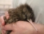 WESTCOAST_WILDLIFE_CENTRE
