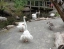 WILLOWBANK_WILDLIFE_RESERVE