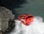 Shotover_River_Extreme_Jet_Boat_Ride