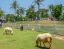 PATTAYA_SHEEP_FARM