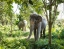 PHUKET_ELEPHANT_SANCTUARY