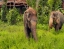 PHUKET_ELEPHANT_SANCTUARY