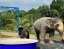 PHUKET_ELEPHANT_SANCTUARY