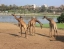 SAFARI_WORLD_MARINE_PARK