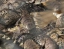 THE_MILLION_YEARS_STONE_PARK_AND_PATTAYA_CROCODILE_FARM
