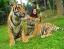 TIGER_KINGDOM