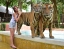 TIGER_KINGDOM