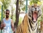 TIGER_KINGDOM