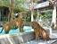 TIGER_PARK_PATTAYA