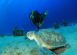 KAS DIVING