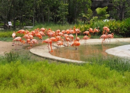 BIRD PARADISE