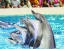 DOLPHIN&SEAL_SHOW