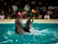 DOLPHIN&SEAL_SHOW