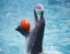 DOLPHIN&SEAL_SHOW