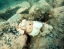 SCUBA_DIVING