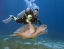 SCUBA_DIVING
