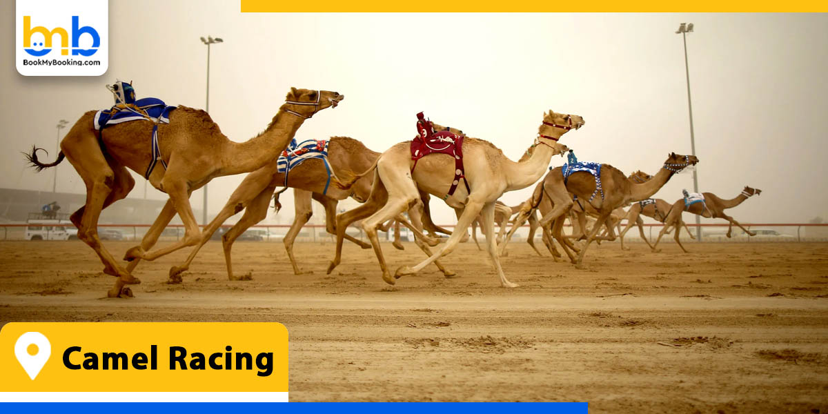 camel racing umm al quwain from bookmybooking