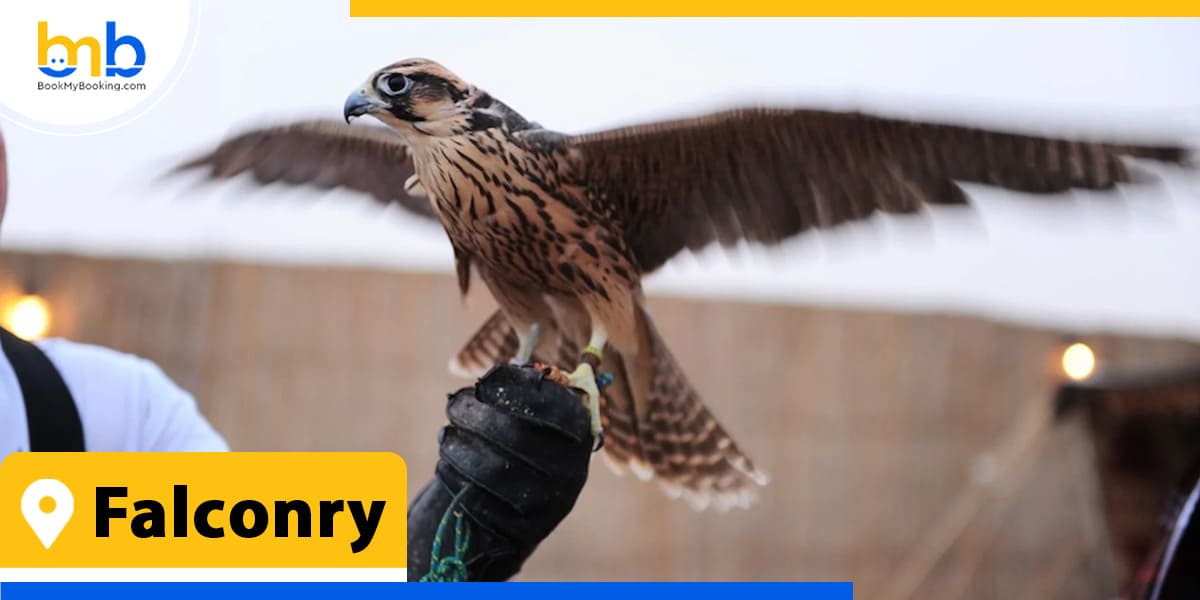 Falconry from bookmybooking