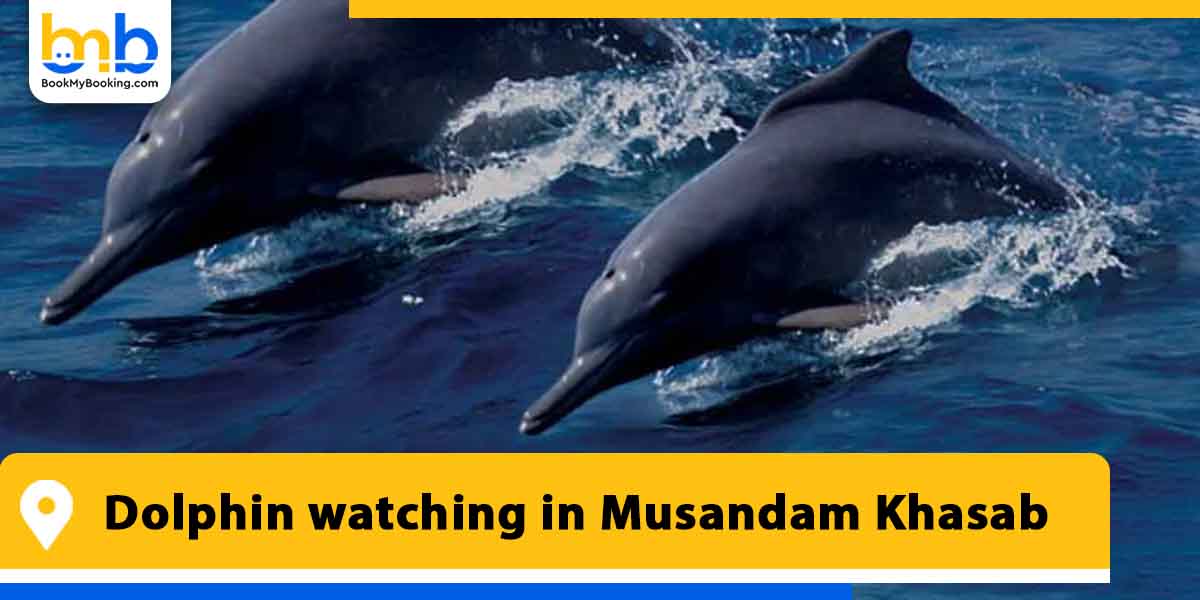 dolphin watching in musandam khasab from bookmybooking