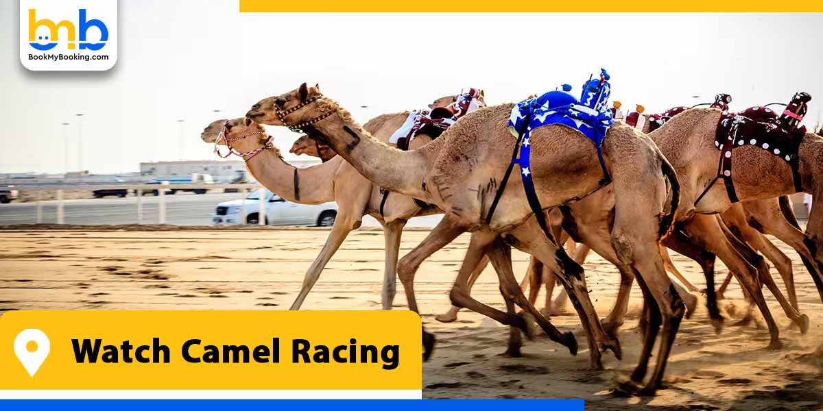 watch camel racing from bookmybooking
